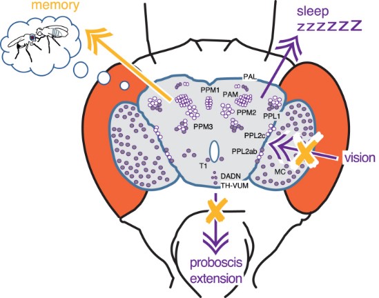 Multiple pathways of LRRK2-Rab10 interaction in dopaminergic neurons.jpg